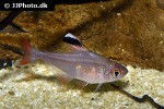 hyphessobrycon jackrobertsi hyphessobrycon jackrobertsi