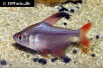 hyphessobrycon jackrobertsi hyphessobrycon jackrobertsi