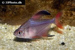 hyphessobrycon jackrobertsi hyphessobrycon jackrobertsi