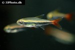 hyphessobrycon loretoensis hyphessobrycon loretoensis