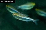 hyphessobrycon loretoensis hyphessobrycon loretoensis