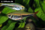 hyphessobrycon loretoensis hyphessobrycon loretoensis