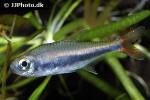 hyphessobrycon loretoensis hyphessobrycon loretoensis
