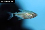 hyphessobrycon loweae hyphessobrycon loweae