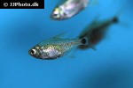 hyphessobrycon loweae hyphessobrycon loweae