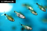 hyphessobrycon loweae hyphessobrycon loweae