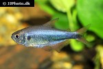 hyphessobrycon margitae hyphessobrycon margitae