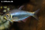 hyphessobrycon margitae hyphessobrycon margitae