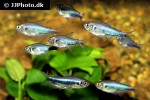 hyphessobrycon margitae hyphessobrycon margitae