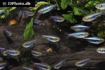 hyphessobrycon margitae hyphessobrycon margitae