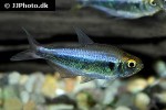 hyphessobrycon margitae hyphessobrycon margitae