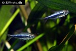 hyphessobrycon margitae hyphessobrycon margitae