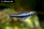 hyphessobrycon margitae hyphessobrycon margitae