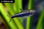 hyphessobrycon margitae hyphessobrycon margitae
