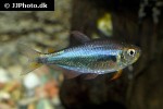 hyphessobrycon margitae hyphessobrycon margitae