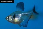 hyphessobrycon megalopterus hyphessobrycon megalopterus