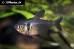 hyphessobrycon megalopterus hyphessobrycon megalopterus