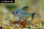 hyphessobrycon megalopterus hyphessobrycon megalopterus