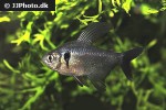 hyphessobrycon megalopterus hyphessobrycon megalopterus
