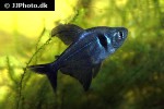 hyphessobrycon megalopterus hyphessobrycon megalopterus