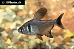hyphessobrycon megalopterus hyphessobrycon megalopterus