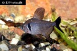 hyphessobrycon megalopterus hyphessobrycon megalopterus