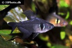 hyphessobrycon megalopterus hyphessobrycon megalopterus
