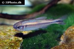 hyphessobrycon melanostichos hyphessobrycon melanostichos