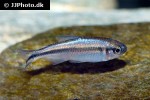 hyphessobrycon melanostichos hyphessobrycon melanostichos