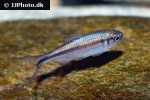 hyphessobrycon melanostichos hyphessobrycon melanostichos