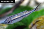 hyphessobrycon melanostichos hyphessobrycon melanostichos