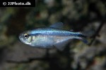 hyphessobrycon melanostichos hyphessobrycon melanostichos