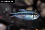 hyphessobrycon melanostichos hyphessobrycon melanostichos