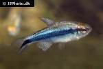 hyphessobrycon melanostichos hyphessobrycon melanostichos
