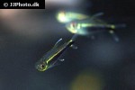 hyphessobrycon metae hyphessobrycon metae