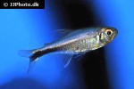 hyphessobrycon metae hyphessobrycon metae
