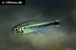 hyphessobrycon metae hyphessobrycon metae