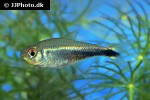 hyphessobrycon metae hyphessobrycon metae