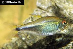 hyphessobrycon metae hyphessobrycon metae