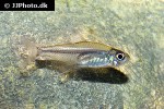 hyphessobrycon minor hyphessobrycon minor