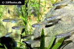 hyphessobrycon minor hyphessobrycon minor