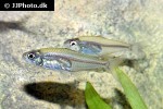 hyphessobrycon minor hyphessobrycon minor