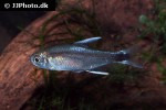 hyphessobrycon negodagua hyphessobrycon negodagua