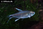hyphessobrycon negodagua hyphessobrycon negodagua