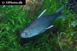 hyphessobrycon negodagua hyphessobrycon negodagua