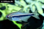 hyphessobrycon nigricinctus hyphessobrycon nigricinctus