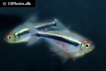 hyphessobrycon nigricinctus hyphessobrycon nigricinctus