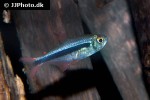 hyphessobrycon nigricinctus hyphessobrycon nigricinctus