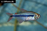hyphessobrycon nigricinctus hyphessobrycon nigricinctus