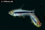 hyphessobrycon nigricinctus hyphessobrycon nigricinctus